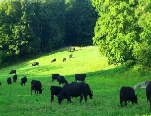 Burns Angus Farm