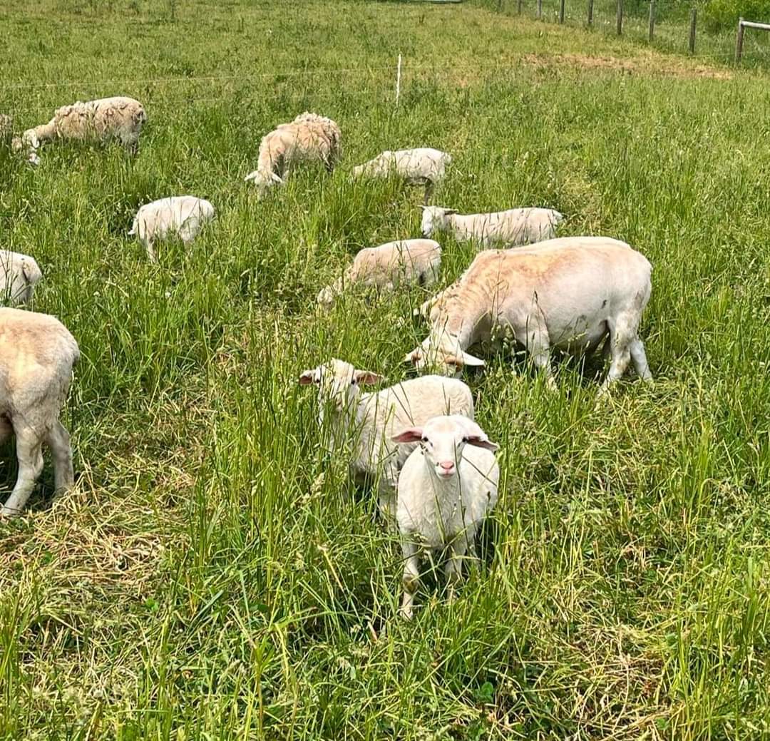 FB_IMG_1699384830423